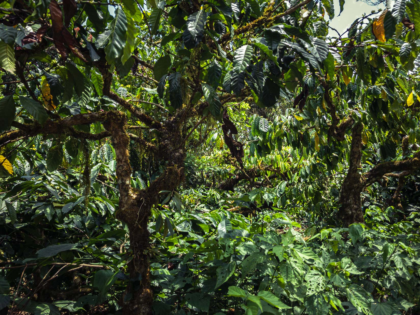 Un jardin d’épices, de thé et de café, véritable paradis de la biodiversité sur la chaîne des Ghats occidentaux au Karnataka